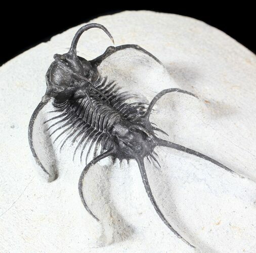 Spiny Ceratarges Trilobite - Zireg, Morocco #63138